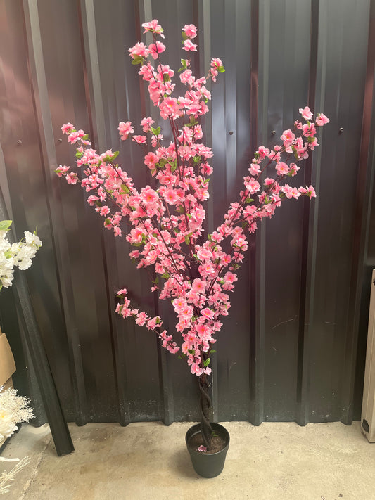 Cherry Blossom Tree